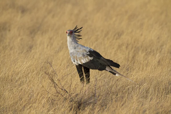 Secretary bird walking in yellow grass — Stock Photo, Image