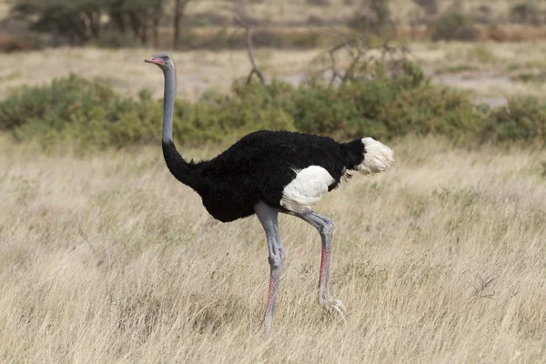 Somali ostrich เดินในหญ้าสีเหลือง — ภาพถ่ายสต็อก