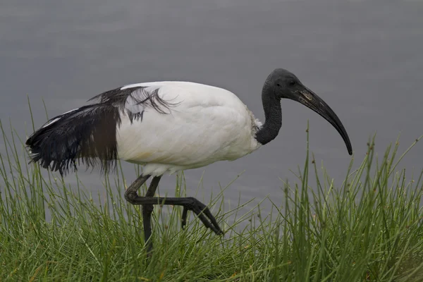 Sacred ibis wading shallow water — Stock Photo, Image