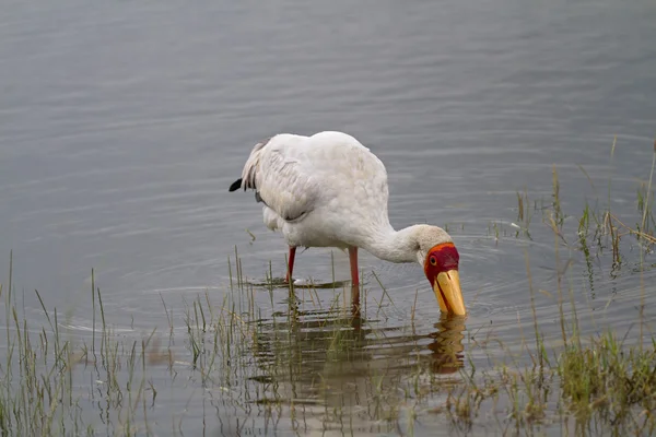 Yellow-billed stork in shallow water — Stock Photo, Image