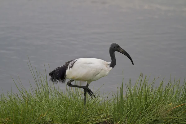 Sacred ibis wading shallow water — Stock Photo, Image
