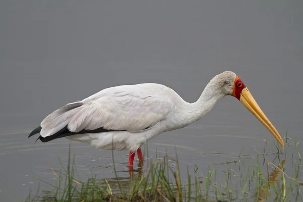 Yellow-billed stork in shallow water — Stock Photo, Image