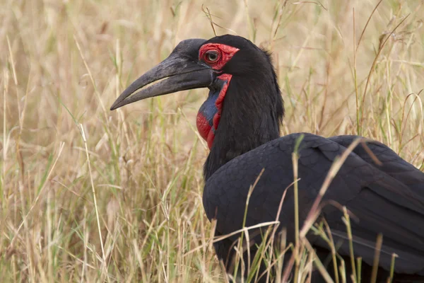 Portrait of ground hornbill — Stock Photo, Image