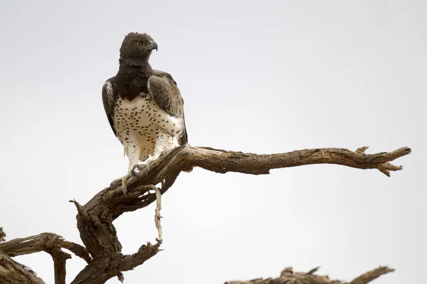 Aigle martial solitaire perché sur une branche d'arbre — Photo