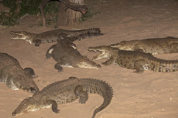 Wild crocodiles on sand at night — Stock Photo, Image