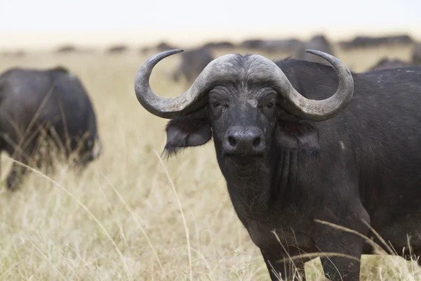 Osamělý cape buffalo stojící v trávě — Stock fotografie