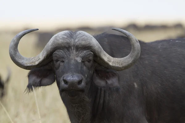 Osamělý cape buffalo stojící v trávě — Stock fotografie