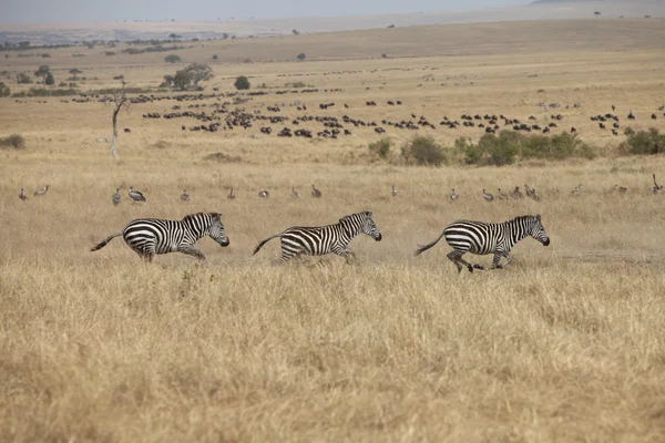 Zebras running in grassland savannah — Stock Photo, Image