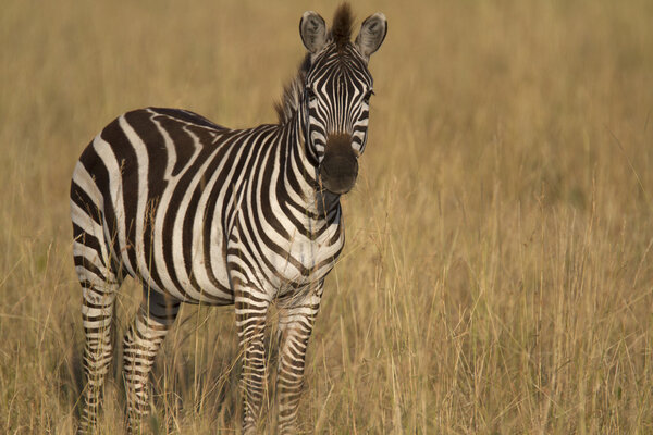 Portrait of wild common or Burchells zebra