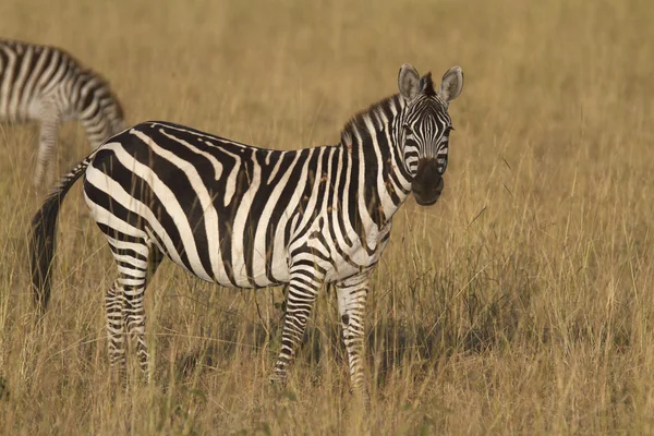 Портрет дикой зебры — стоковое фото