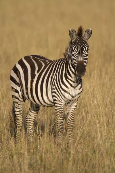 Portrét divokých společné Zebra — Stock fotografie