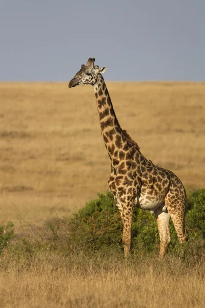 Портрет африканского жирафа — стоковое фото