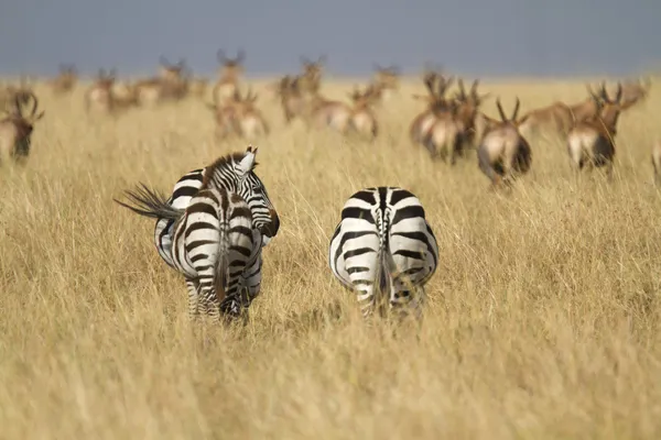 Porträtt av vilda gemensamma zebra — Stockfoto