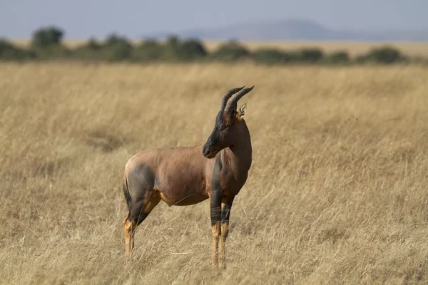 Bliska portret i hartebeest antylopy — Zdjęcie stockowe