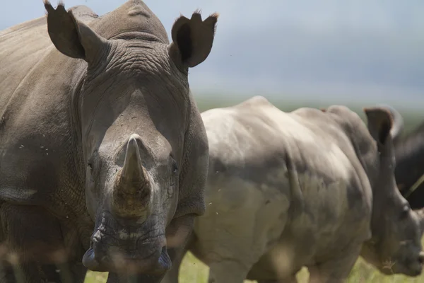 Portrait of wild white rhinoceros — Stock Photo, Image