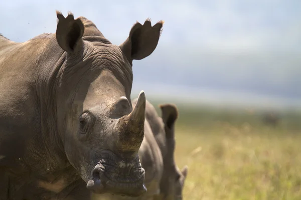 Portrait of wild white rhinoceros — Stock Photo, Image