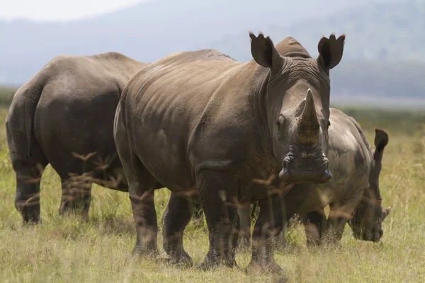 Portrait of wild white rhinoceros — Stock Photo, Image