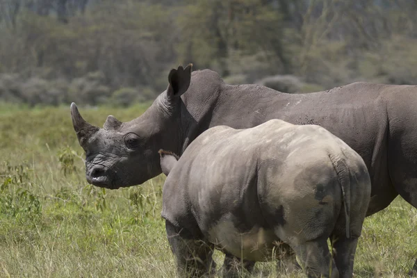 Portrait of wild white rhinoceros — Stock Photo, Image