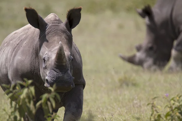 Portrait of wild white rhinoceros — Stock Photo, Image