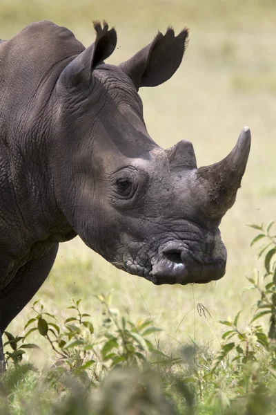 Portrait of wild white rhinoceros — Stock Photo, Image