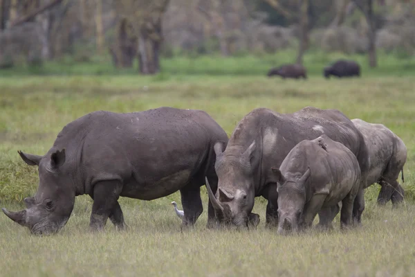 Portrait of wild white rhinoceros — Stock Photo, Image