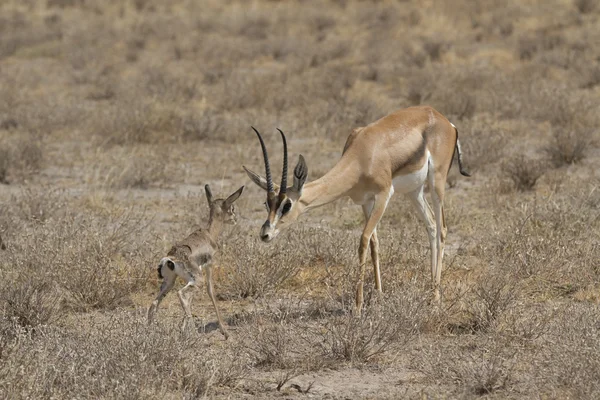 Gazzella neonata e madre — Foto Stock