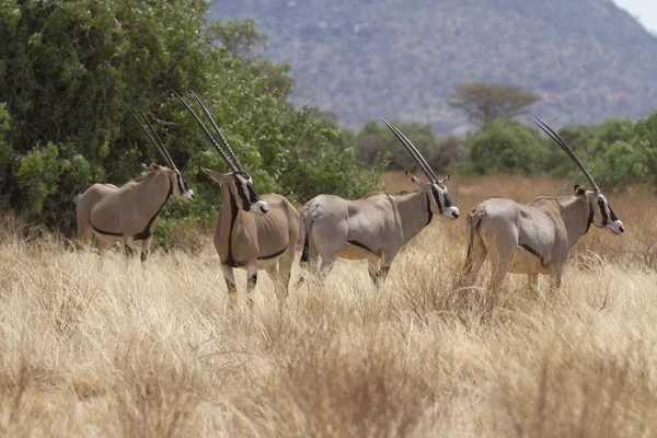 Antelope beisa oryx parado sobre hierba amarilla —  Fotos de Stock