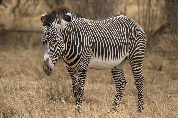 Grévyzebra zebra hengst voeden met gras — Stockfoto