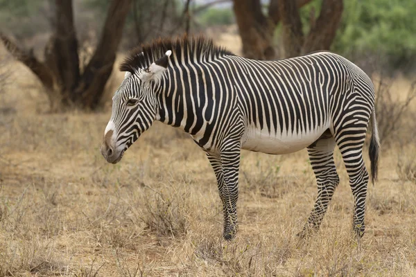 Grevy zebra semental alimentándose de hierba —  Fotos de Stock
