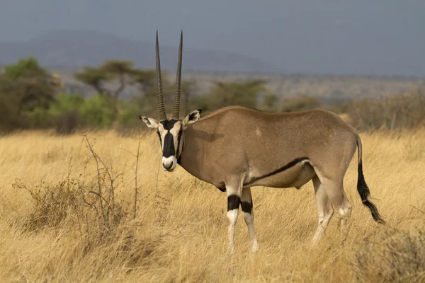 Antelope beisa oryx parado sobre hierba amarilla —  Fotos de Stock