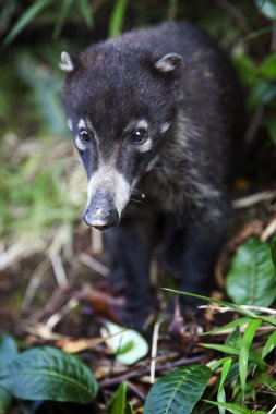 bir Amerikan coati portresi