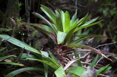 bir Kosta Rika ormanda vahşi bromelia
