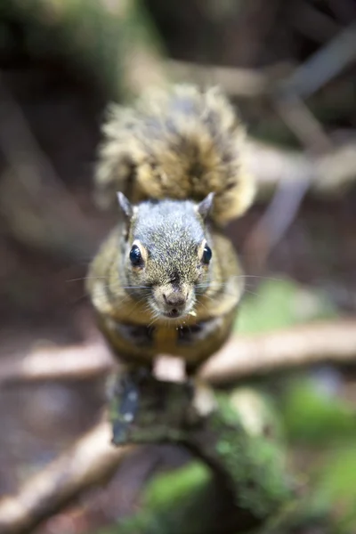 Lo scoiattolo verde-giallo di Poas un endemismo dalla Costa Rica — Foto Stock