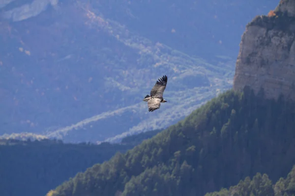 Flyg av griffon gam i en berg-bakgrund — Stockfoto