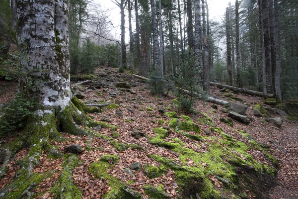 Bos grond met bladeren — Stockfoto