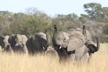 Group of wild african elephants in the savanna clipart