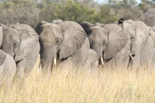 Group of wild african elephants in the savanna