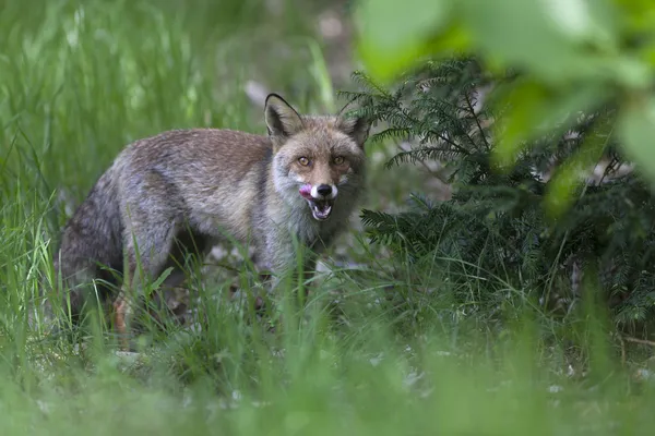 Red wild fox in green field