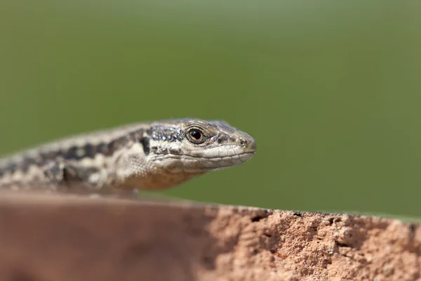 Portrait of a lizard reptile — Stock Photo, Image