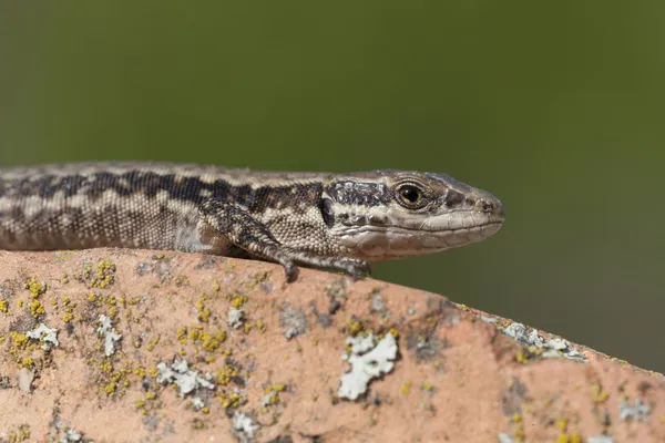 Portrait of a lizard reptile — Stock Photo, Image