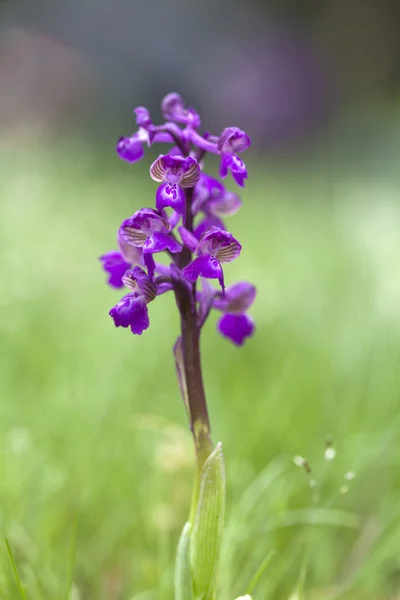 Wild purple orchid in green field — Stock Photo, Image