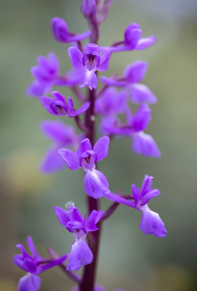 Wild orchid in green field — Stock Photo, Image