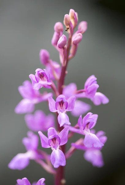 Wild orchid in green field — Stock Photo, Image