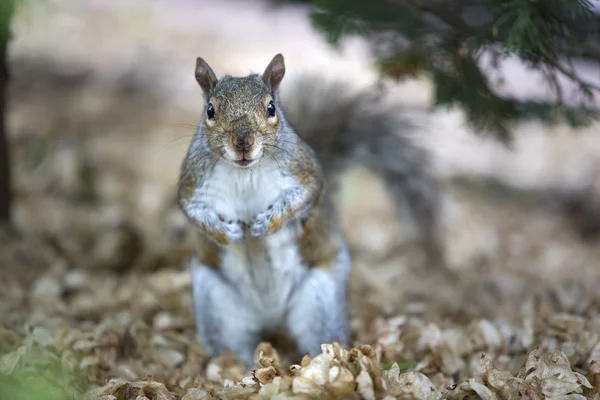 Esquilo cinzento alimentando-se no chão — Fotografia de Stock