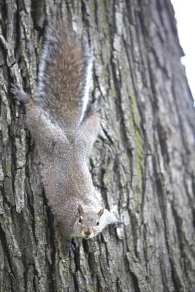 Grey squirrel feeding on the ground — Stock Photo, Image