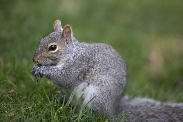 Grey squirrel feeding on the ground — Stock Photo, Image