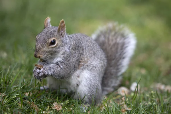 Grijze eekhoorn voeden op de grond — Stockfoto