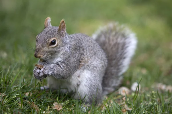 Grey squirrel feeding on the ground — Stock Photo, Image