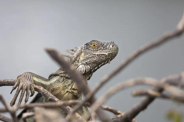 Close up portrait of iguana lizard — Stock Photo, Image
