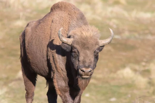 Portret Wolno Rosnącego Żubra Europejskiego Bison Bonasus Zdjęcie Stockowe